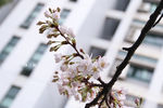 樱花抄
