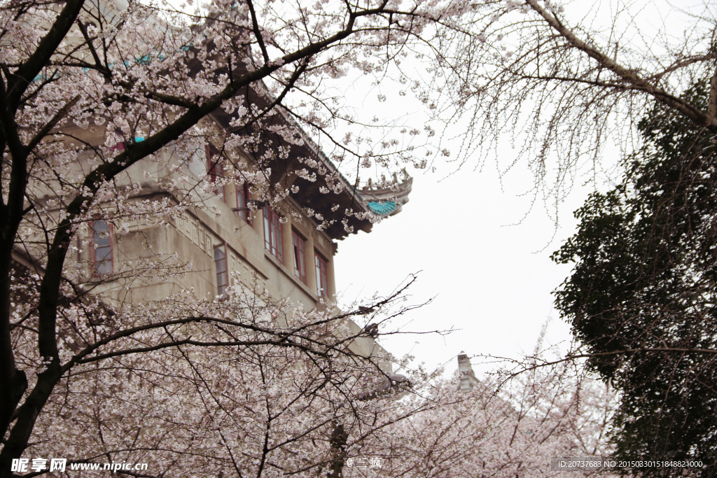 樱花抄