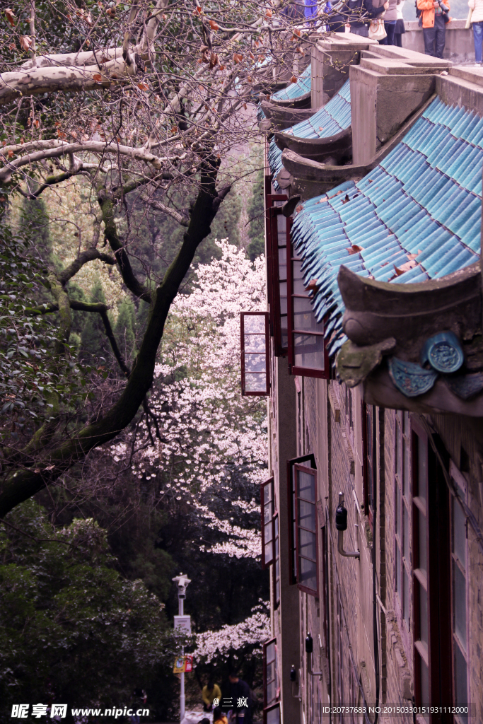 樱花抄
