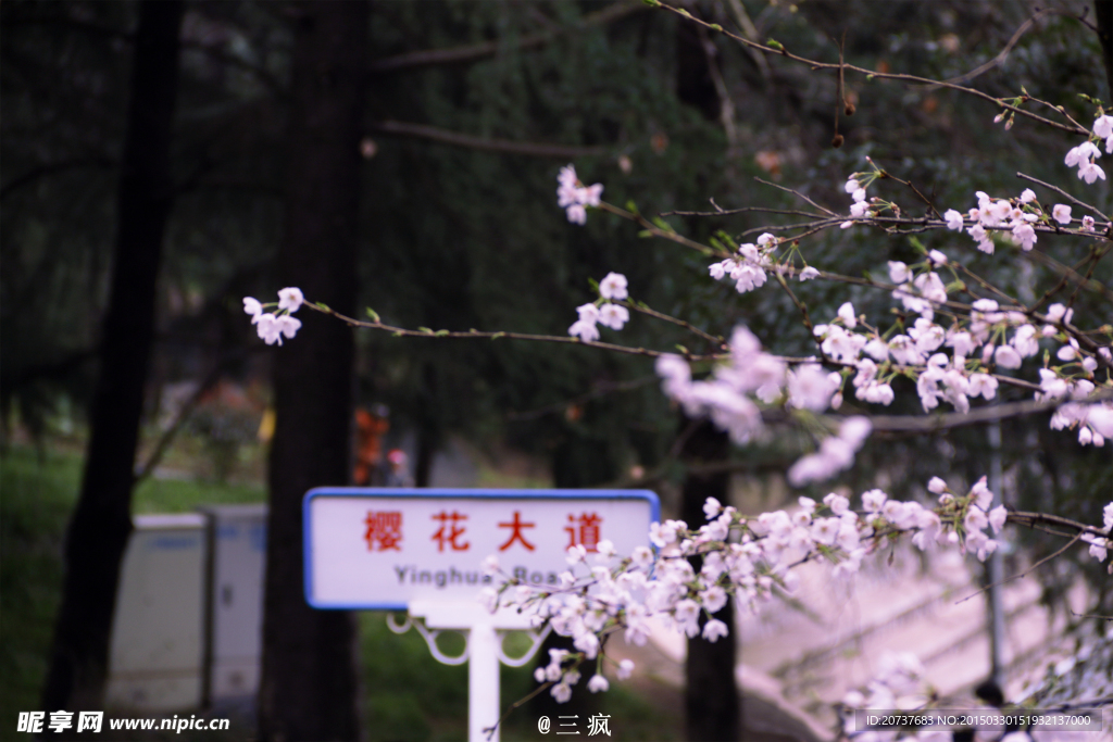 樱花抄