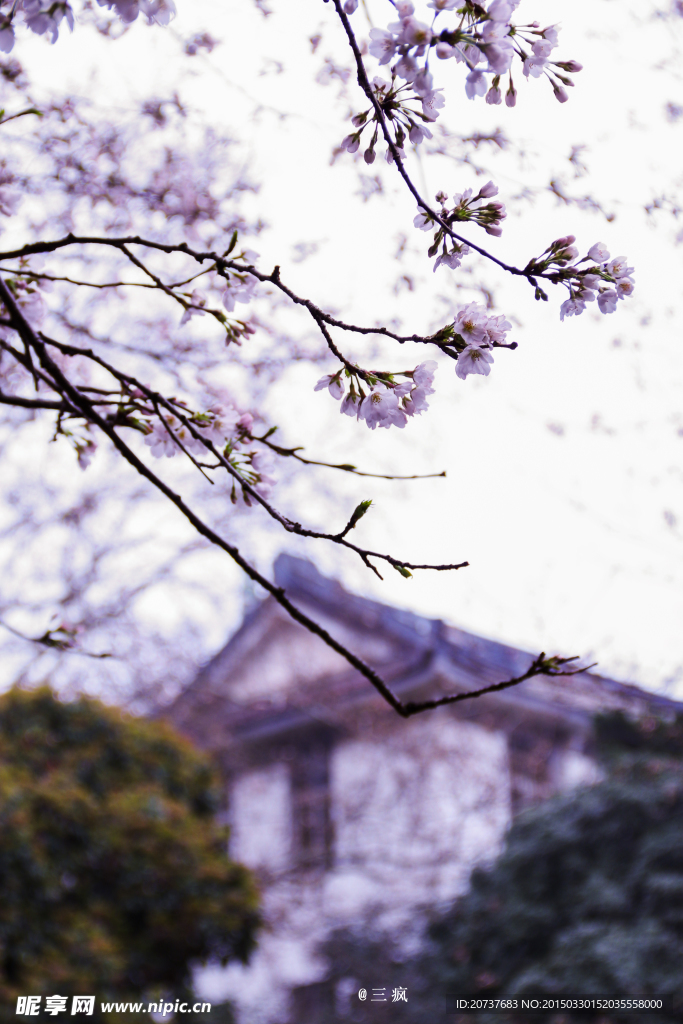 樱花抄