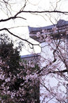 樱花抄