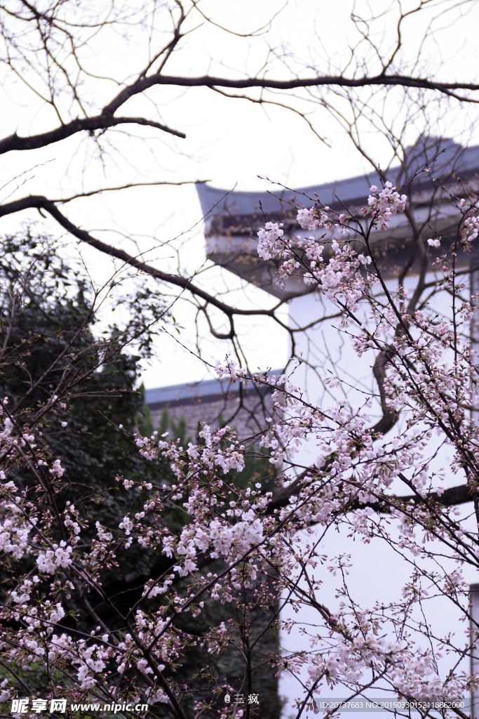 樱花抄