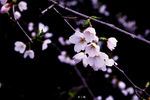 樱花抄