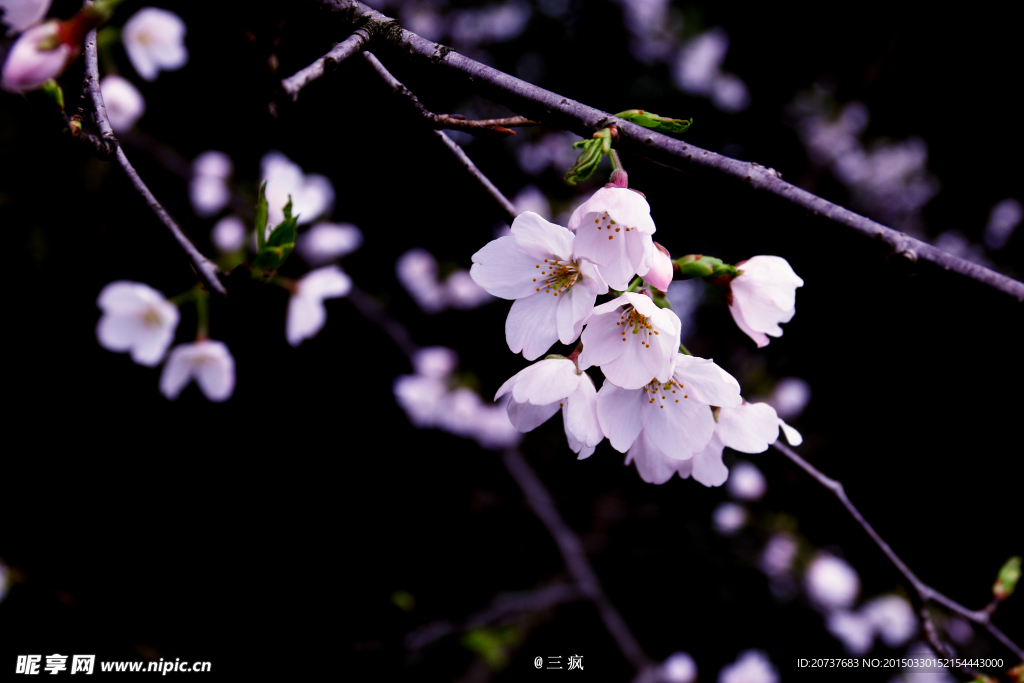 樱花抄