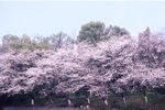 樱花抄