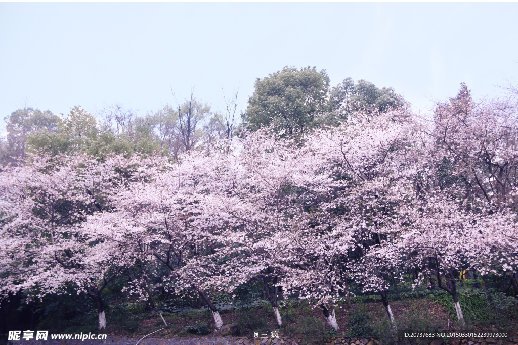 樱花抄