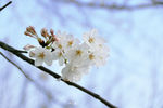 樱花抄