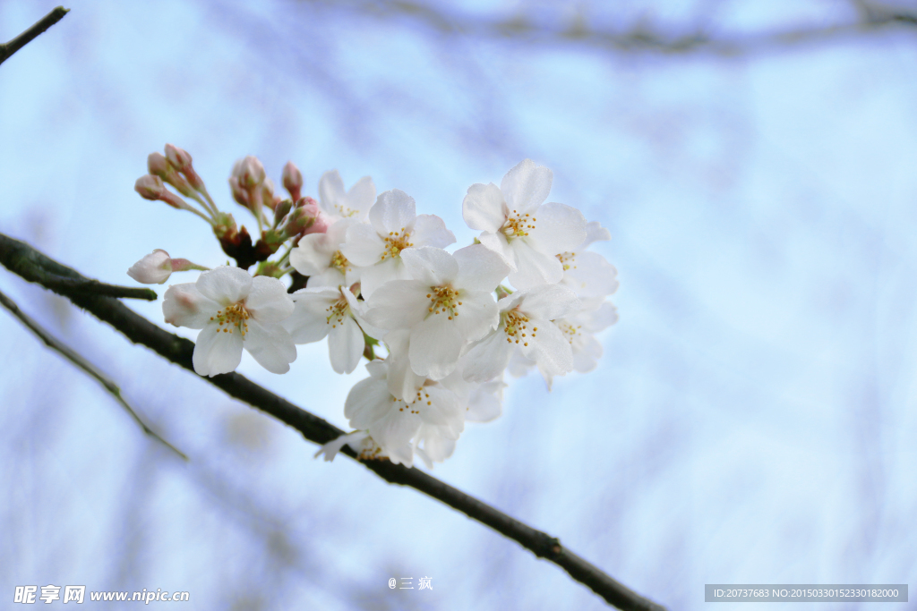 樱花抄
