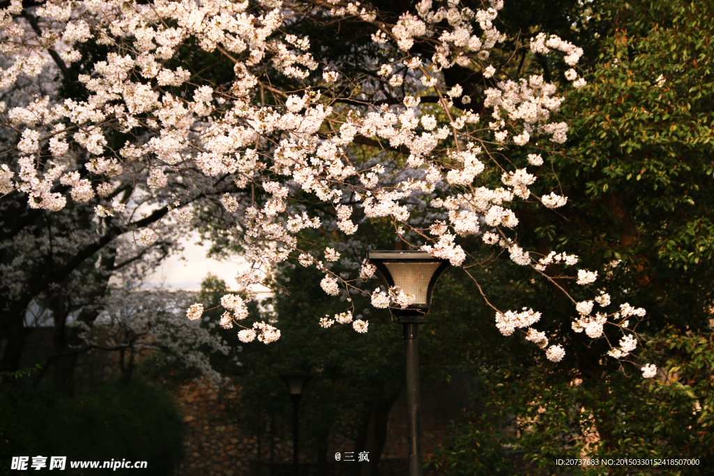 樱花抄