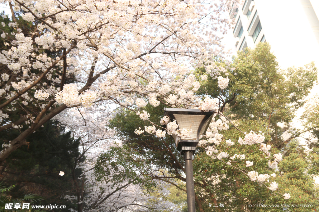 樱花抄