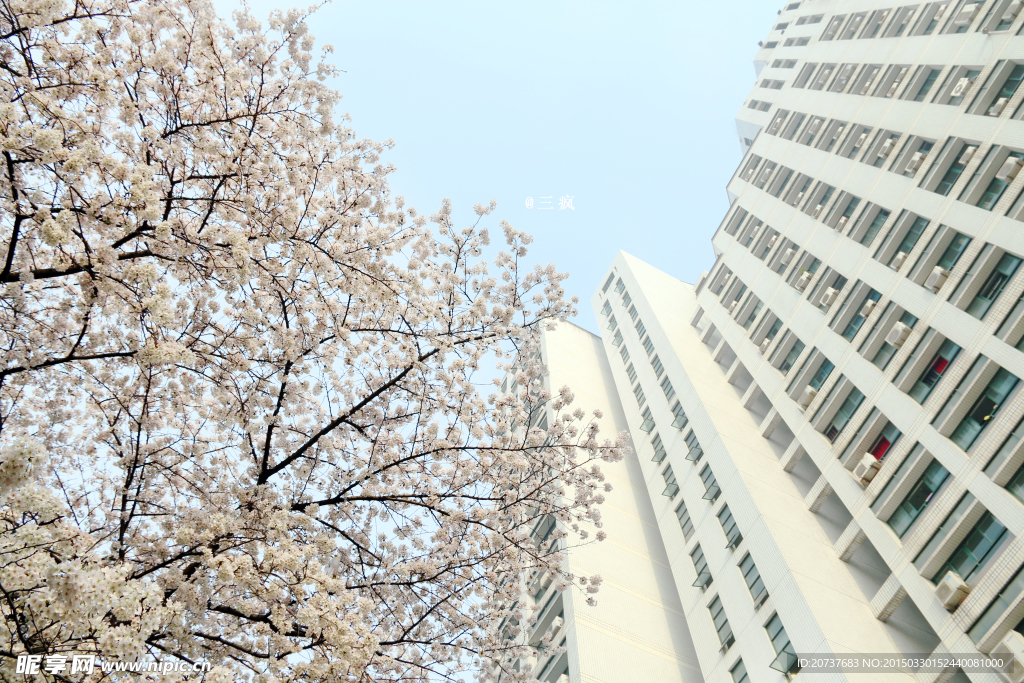 樱花抄