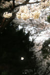 樱花抄