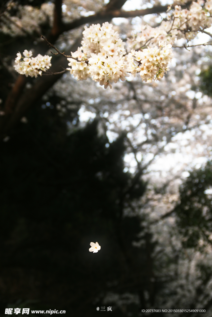 樱花抄