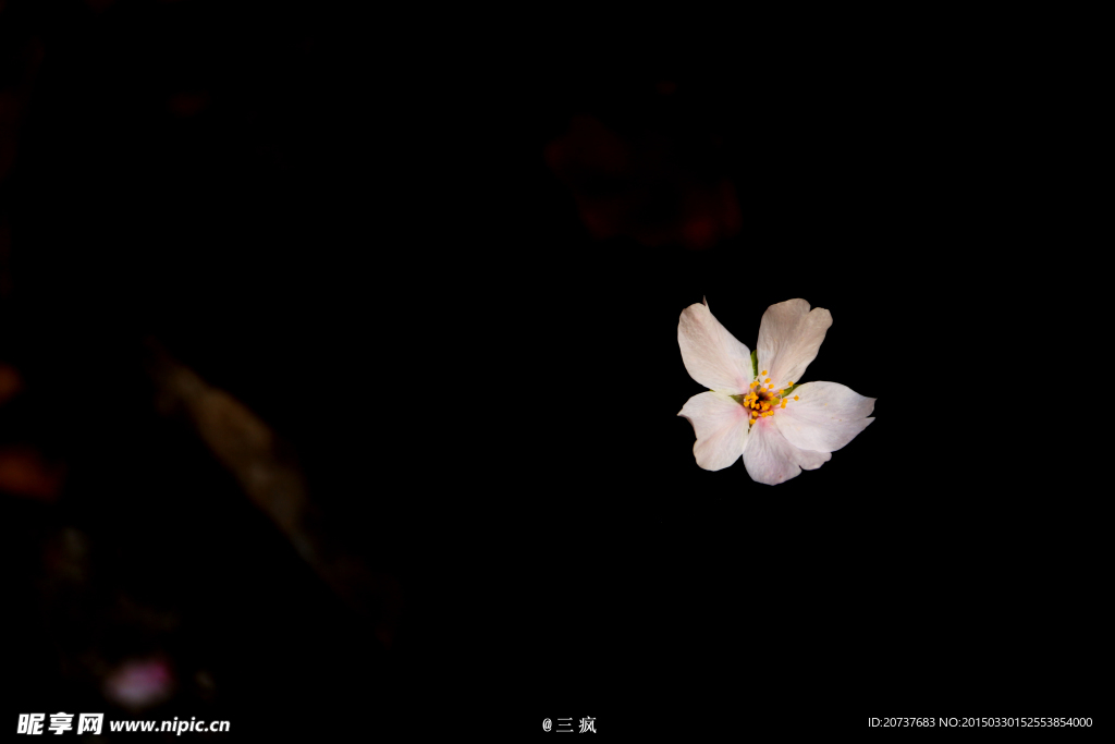 樱花抄