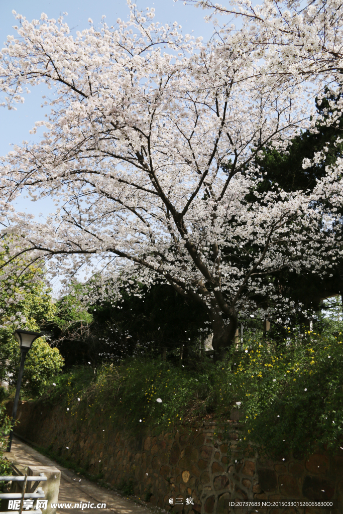 樱花抄