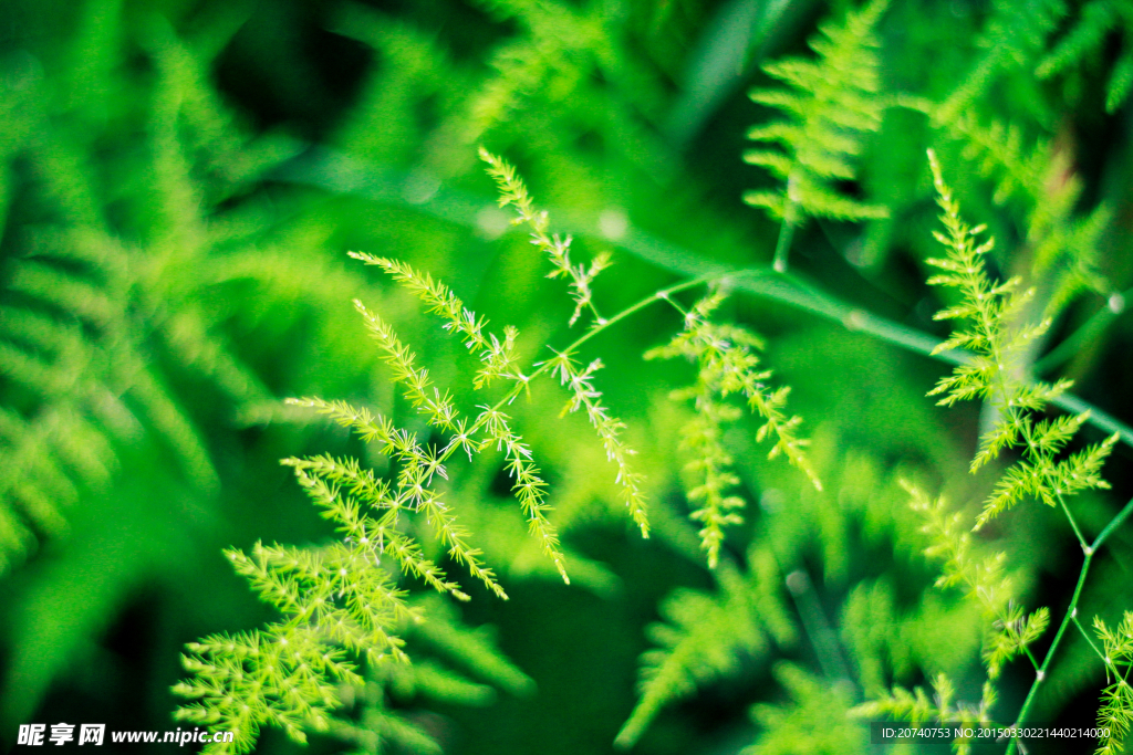 植物