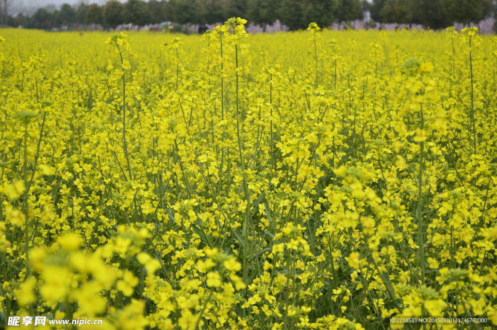 油菜花微影像