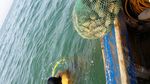 海参捕捞