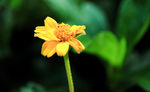 黄花