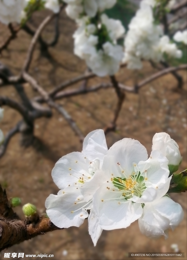 桃花