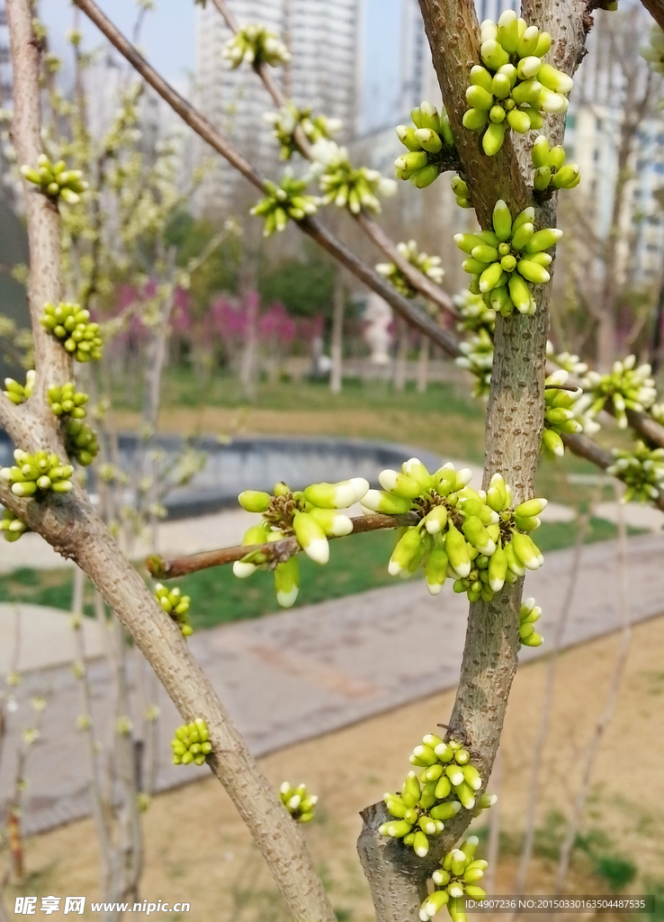 紫荆花