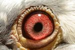 鸽眼