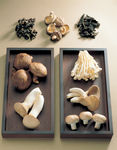 菇类食物拍摄图