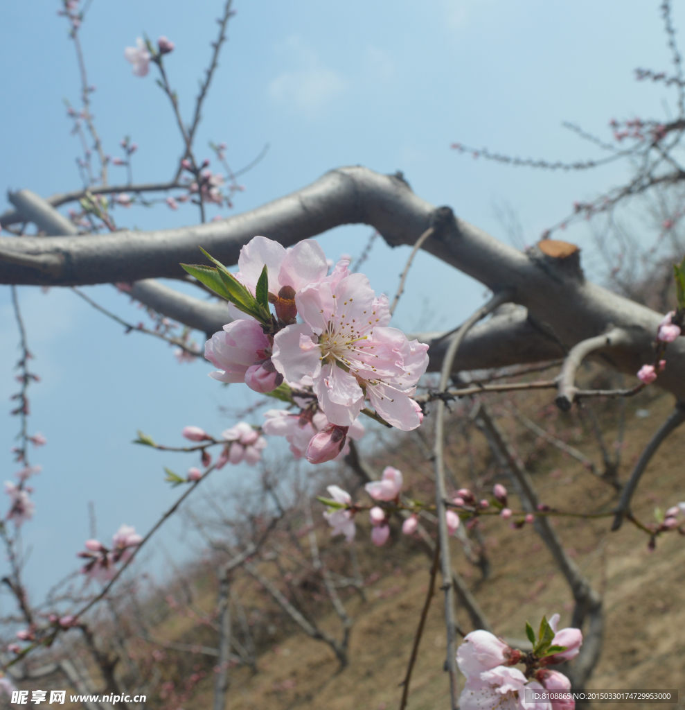 桃花