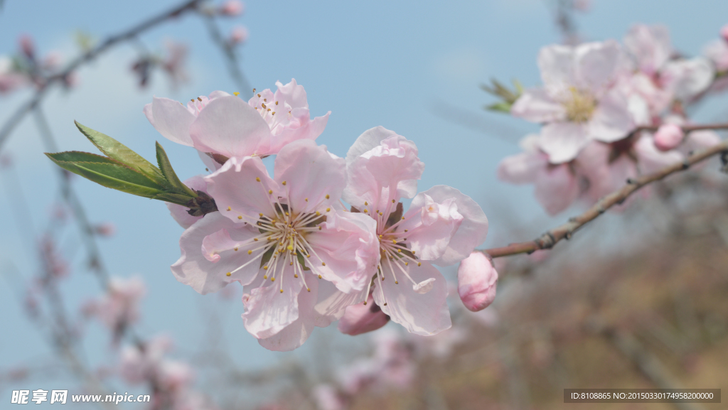 桃花