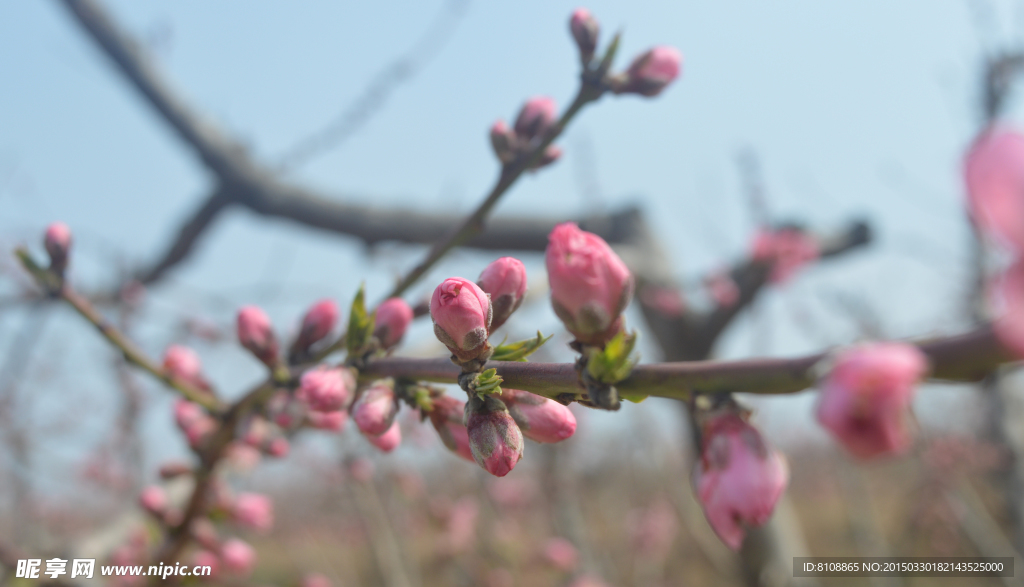 桃花