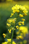 油菜花