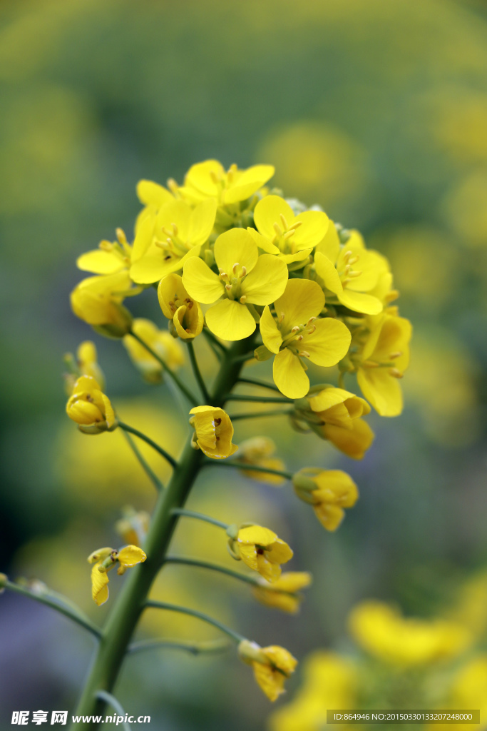 油菜花