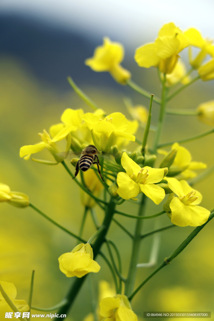 油菜花