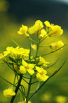 油菜花
