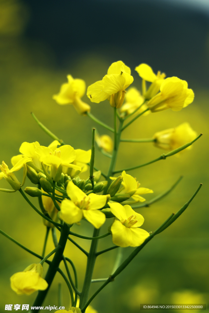 油菜花