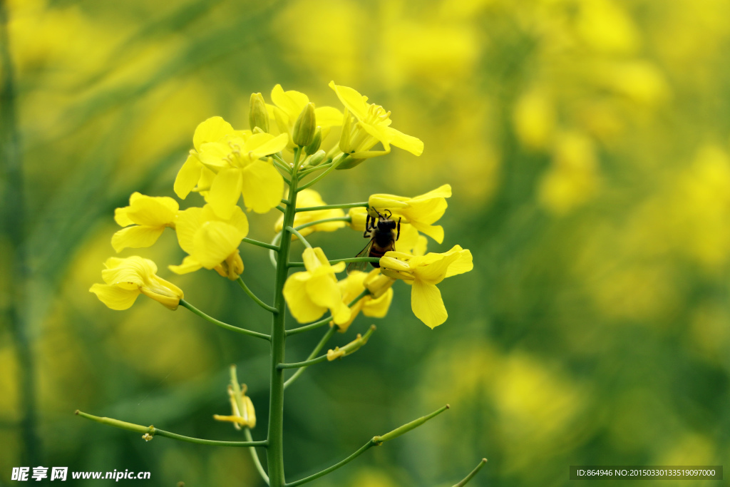 油菜花