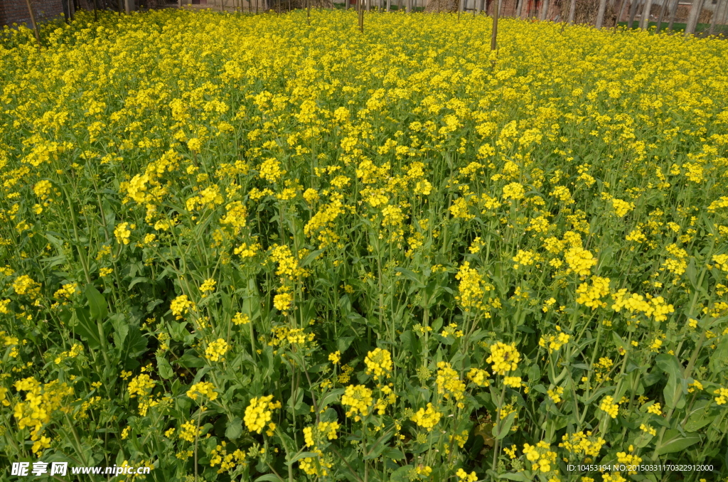 油菜地