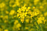 油菜花