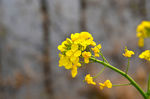 油菜花