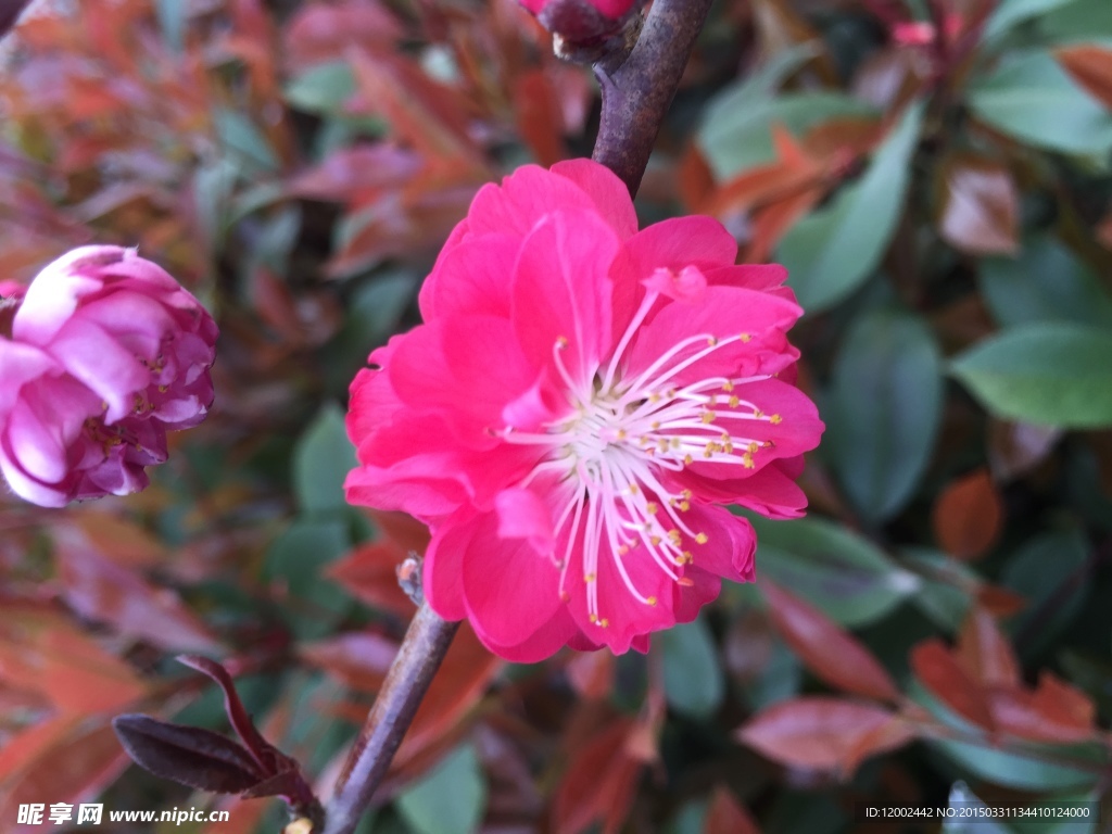 花