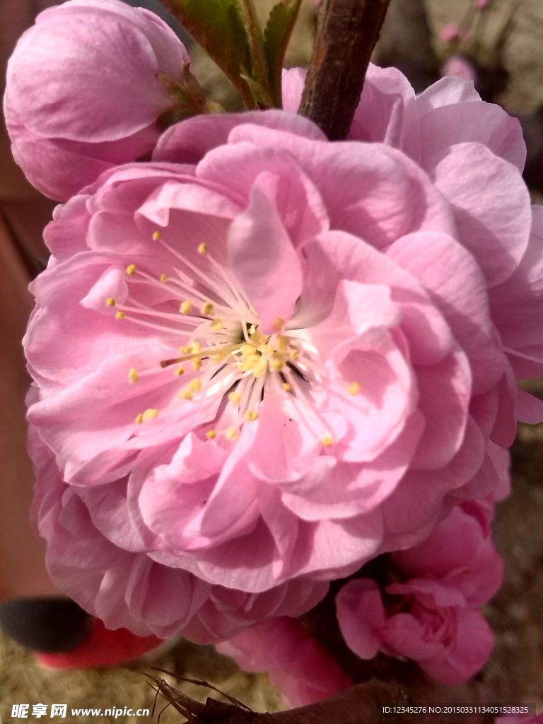 春天桃花