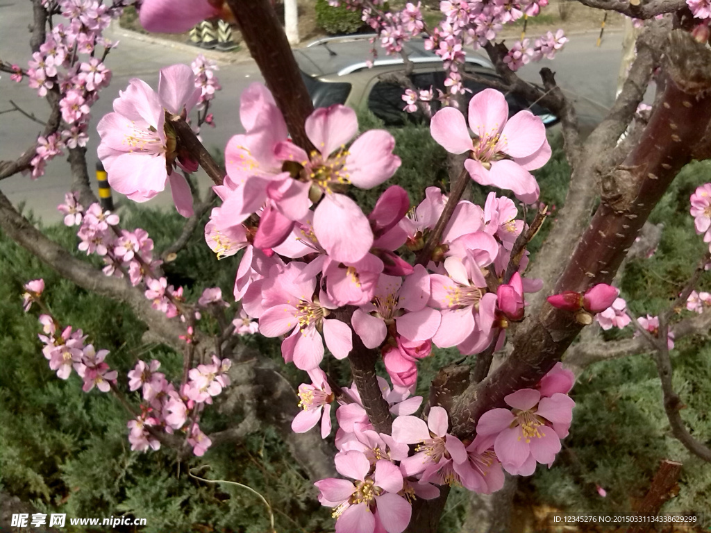 红色桃花