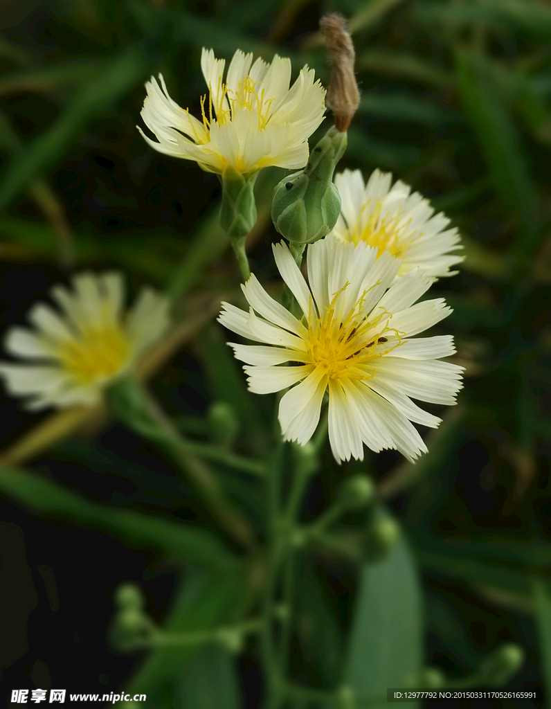 苦麦菜花