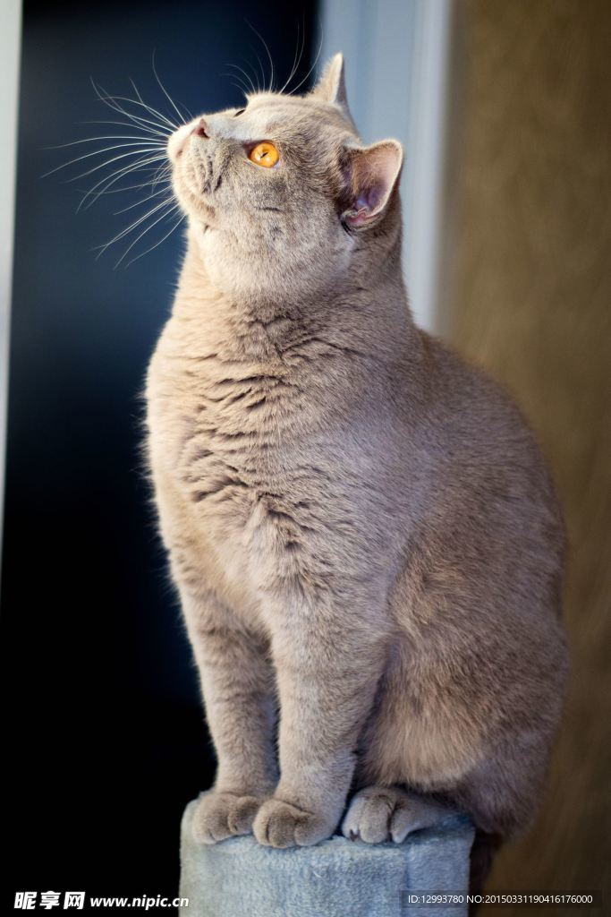 宠物猫 小猫