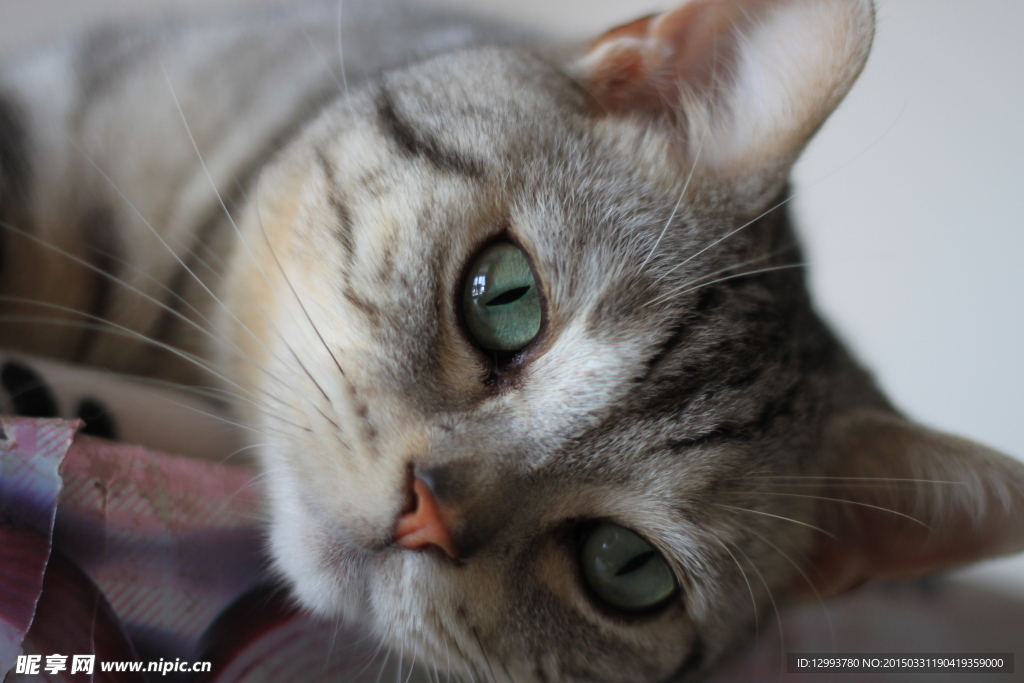 宠物猫 小猫
