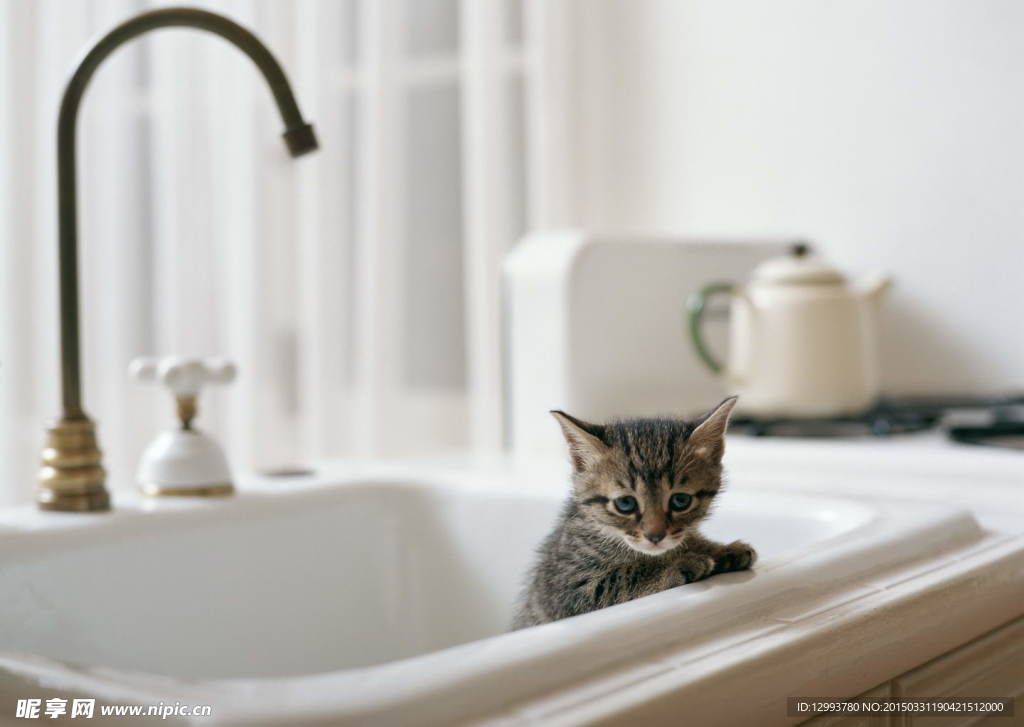 宠物猫
