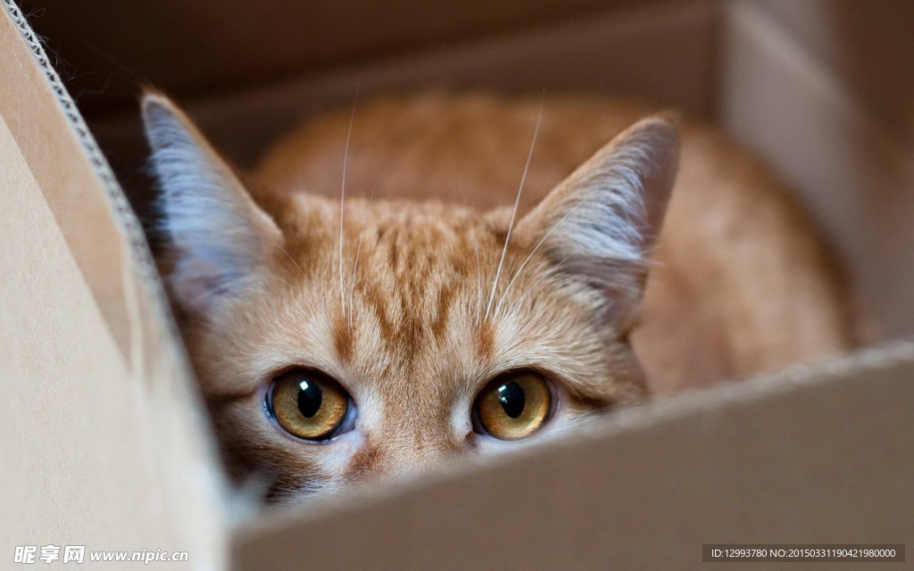 宠物猫 小猫