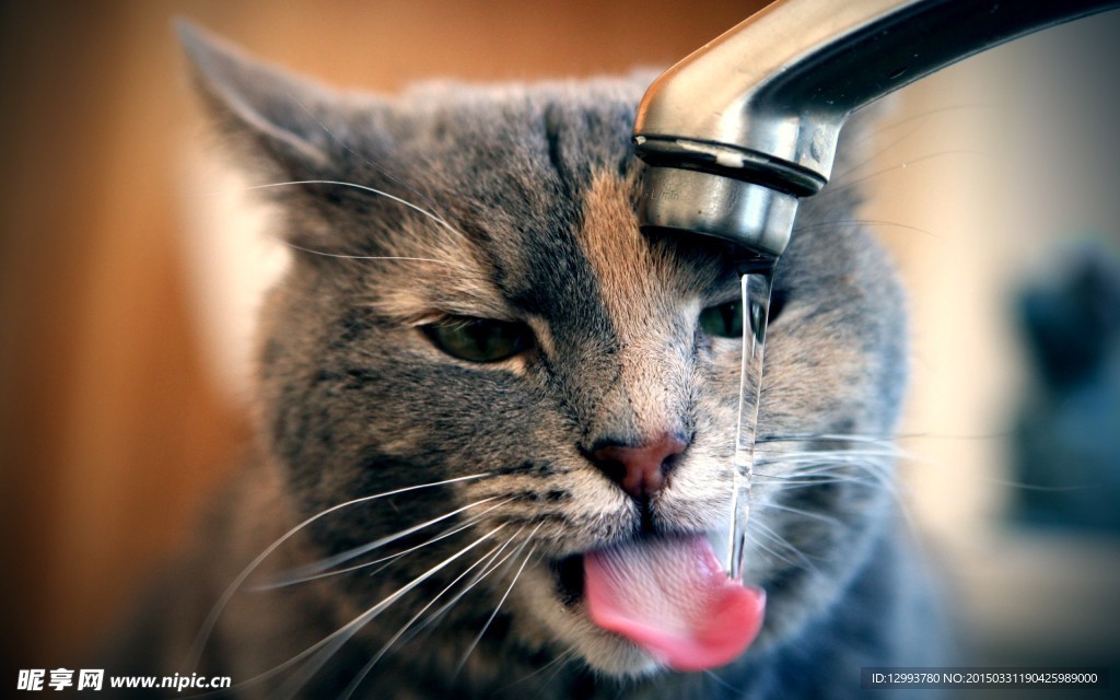 宠物猫 小猫