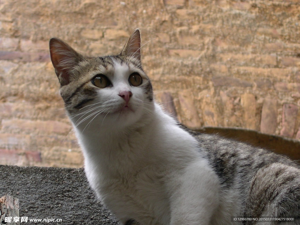 宠物猫 小猫